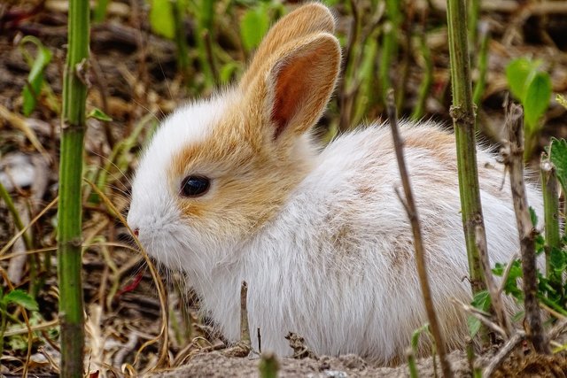 rabbit-4834688_1280.jpg