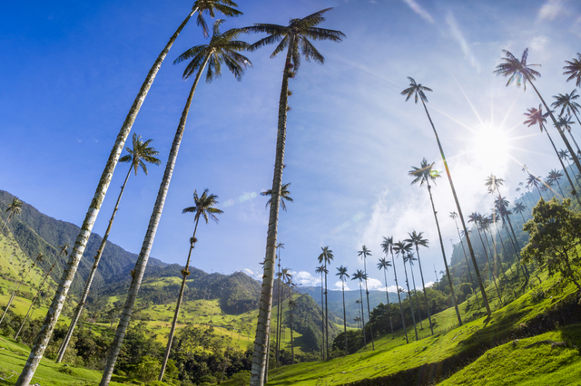 WAX PALM FOREST COCORA VALLEY (1).png