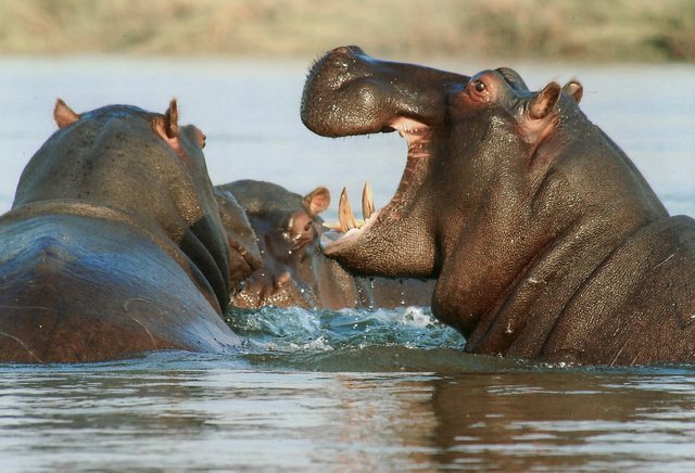 hippopotamus-95472_1280.jpg