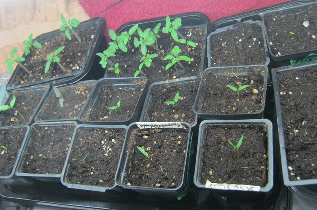 young tomato and pepper seedlings.JPG