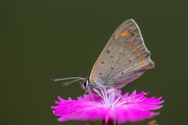 Kleine Feuerfalter (Lycaena phlaeas)_Q22A19675_HF-BF.jpg