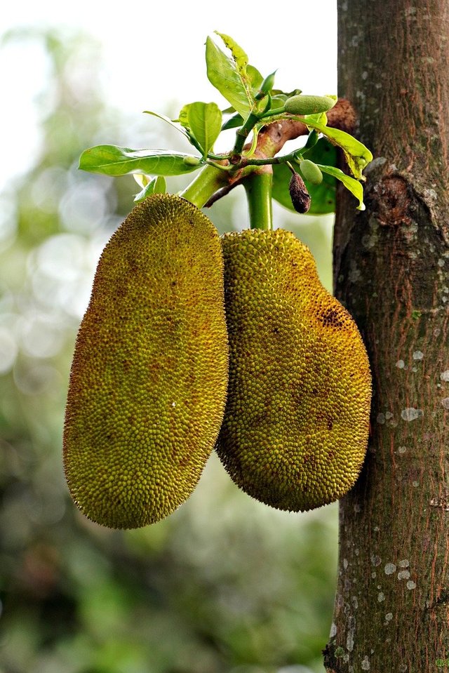 jackfruit-8436356_1280.jpg