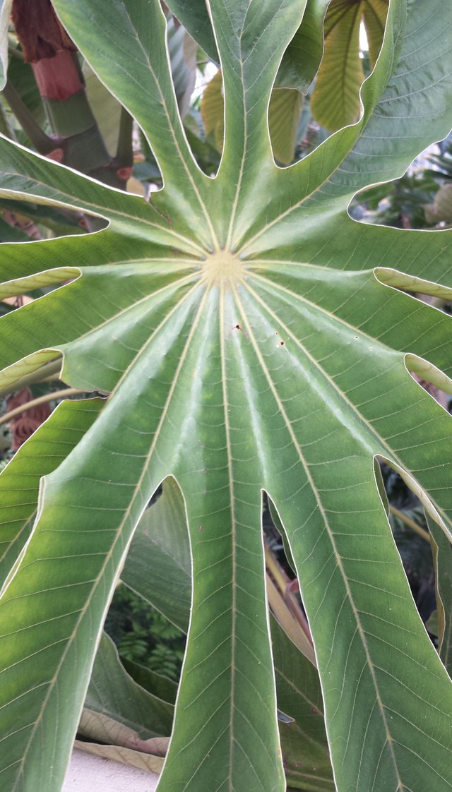 palm leaf 2.jpg