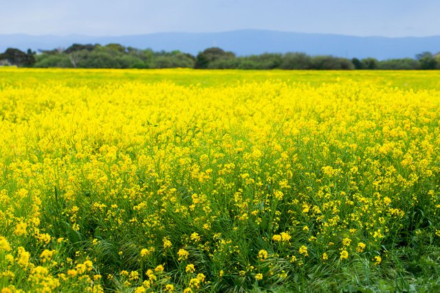 mustard_field_detail.jpg