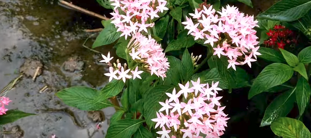 Beautiful and amazing flowers.png