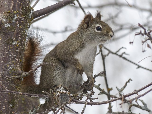 squirrel-300223_960_720.jpg