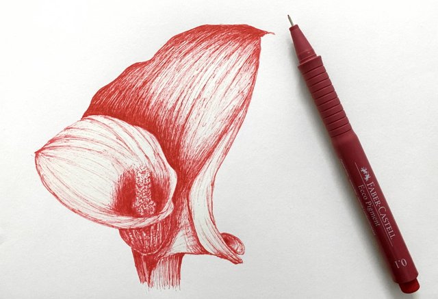 anthurium-flower-pen-drawing.jpg