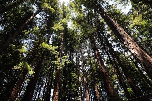 RedwoodCanopy.jpg