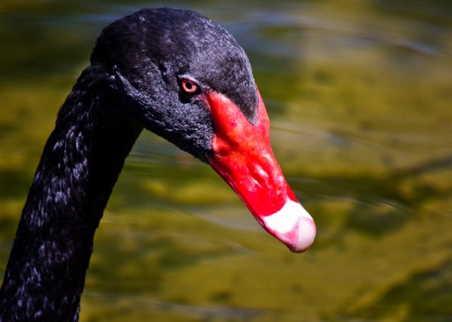BlackSwan.jpg