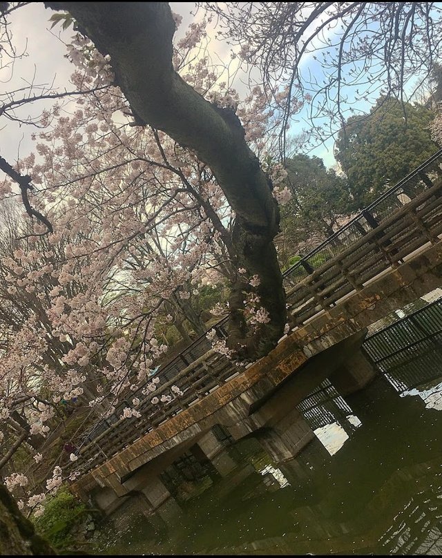 Sakura Kohen.jpg