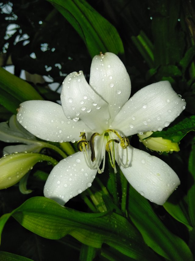 Flor de Lirio blanco, representa pureza!./ White lily flower, represents  purity! — Steemit