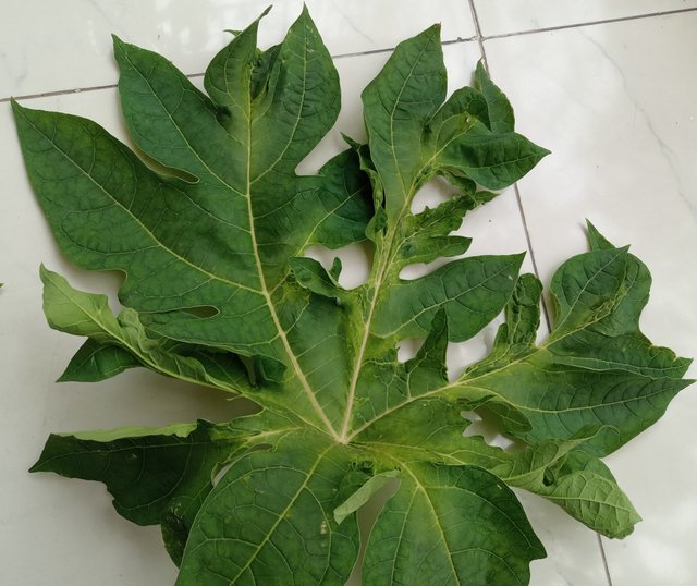 Health Benefits of Papaya leaves juice.jpg