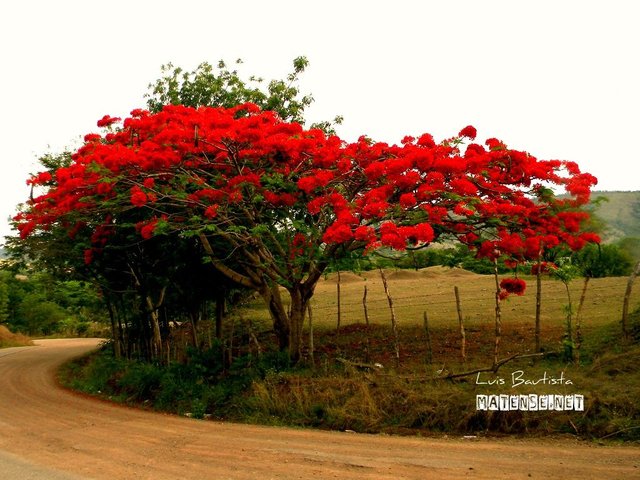 Acacia roja. — Steemit