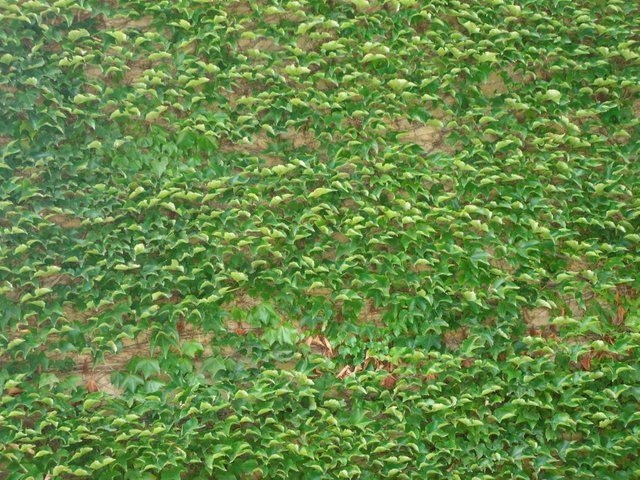 vines-on-a-wall_small.jpg