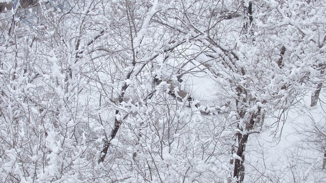 Деревья в снегу_1.jpg