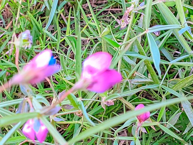 LMC_20250208_174344_🌈Color Boost Pro By Expert Mistry.PORTRAIT.jpg