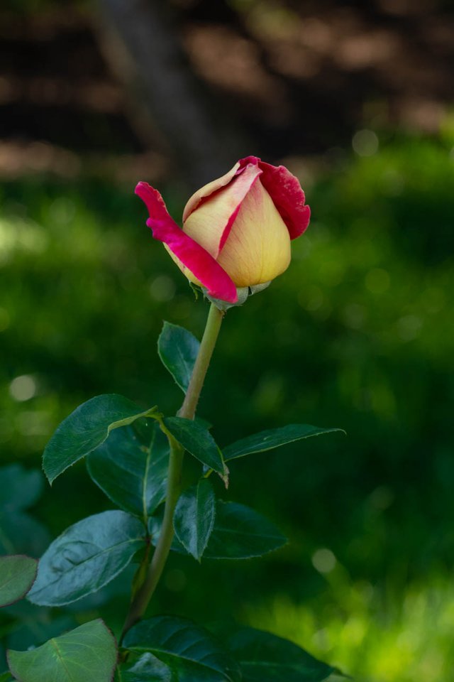 DSC_2201.jpg