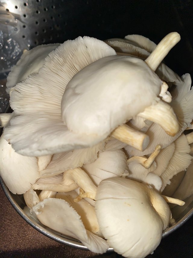 IMG_1020.jpeg