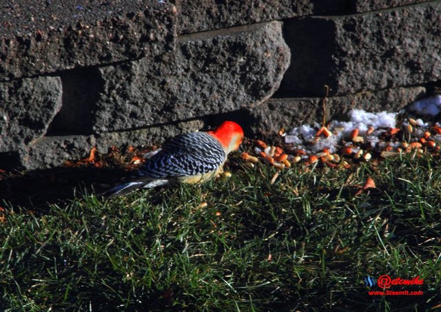 Red-bellied Woodpecker PFW02_0160.JPG
