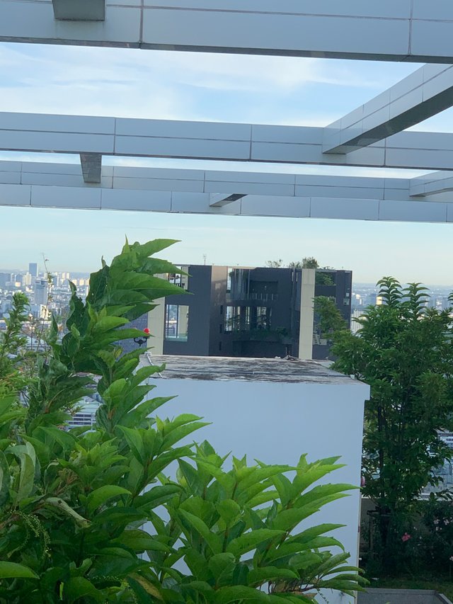 trees and buildings5.jpg