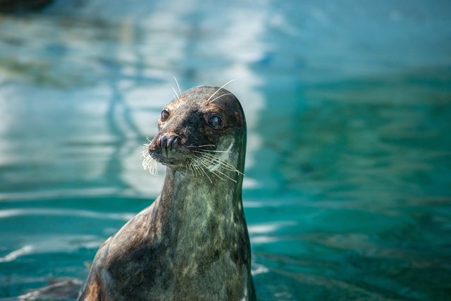 sea-lion-6623606_1280.jpg