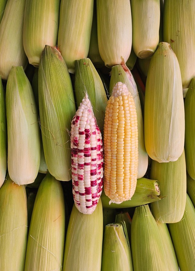 corn-9246205_1280.jpg