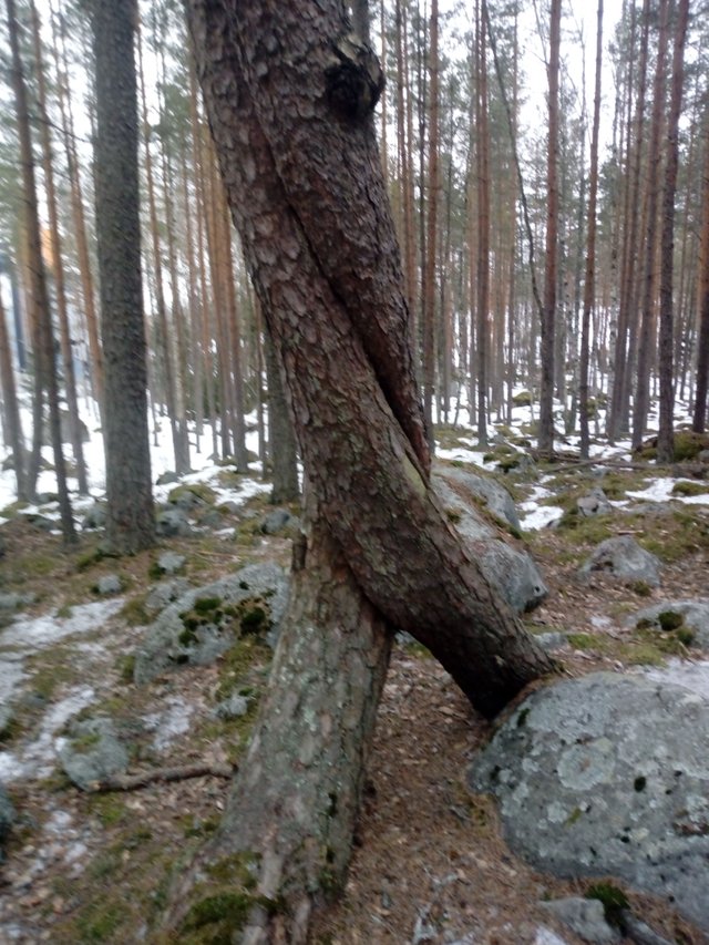 tree.jpg