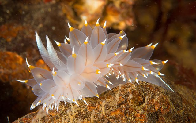 curiosas-babosas-marinas-nudibranquios-2.jpg