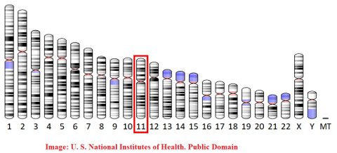 chromosome 11 NIH.jpg