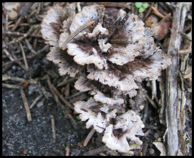 interesting brown and white ruffley fungus.JPG