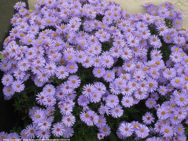 MichaelmasDaisies-001-090718.jpg