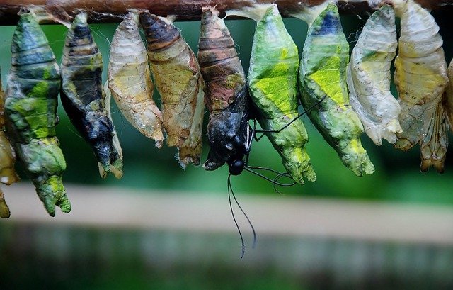 cocoon-39353_640.jpg