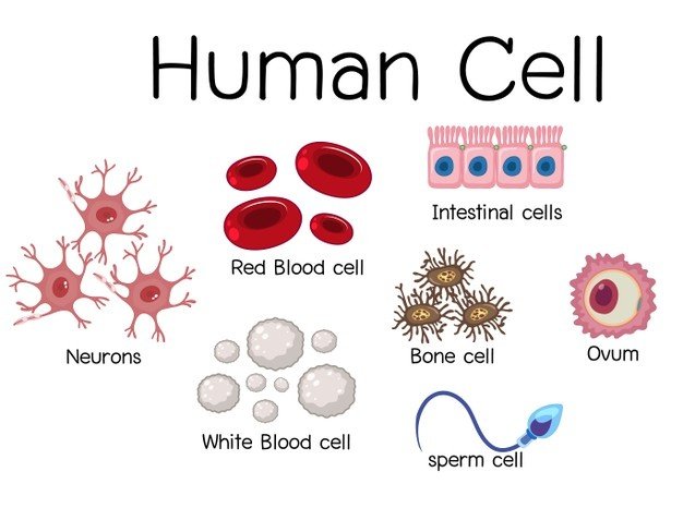 set-different-human-cell_1639-18428.jpg