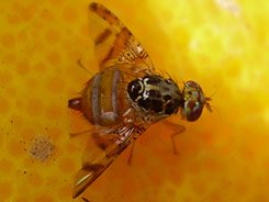 mosca-fruta.jpg