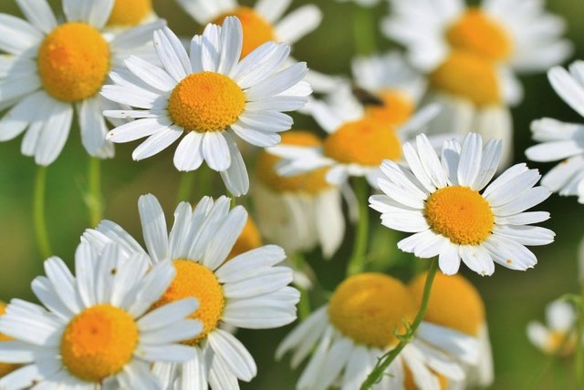 chamomile-1024x684.jpg