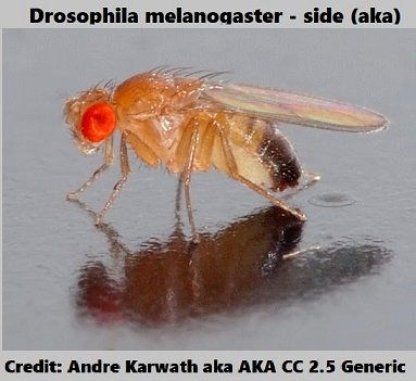 Drosophila 2 melanogaster_-_side_André Karwath aka Aka 2.5.jpg