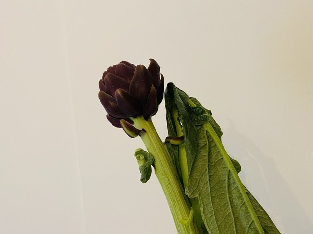 IMG_1712.jpeg