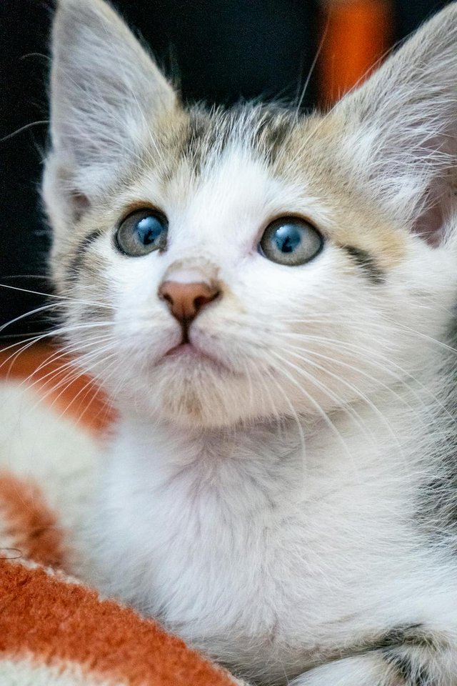 free-photo-of-portrait-of-kitten.jpeg