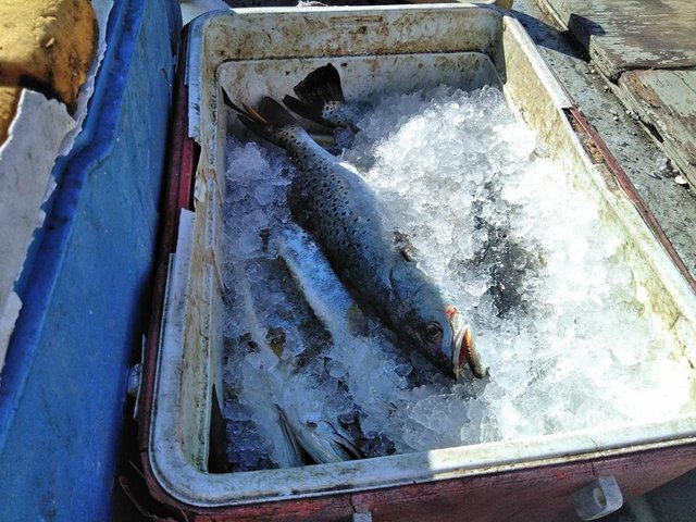 trout on ice.jpg