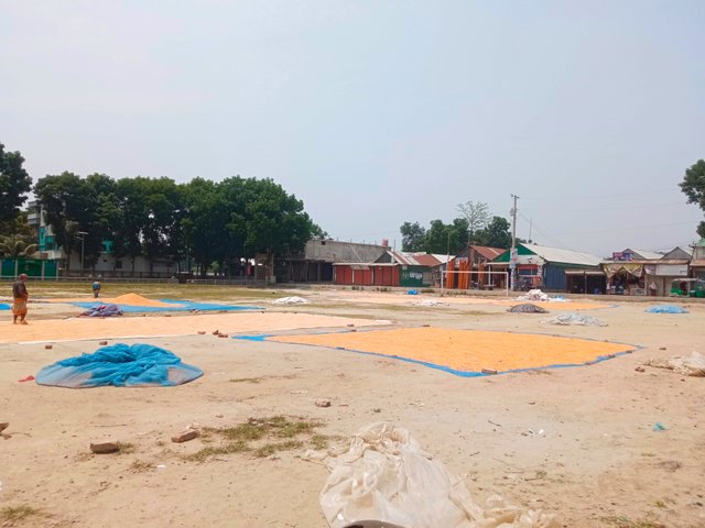 ভুট্টা (2).jpg