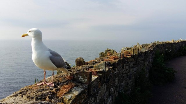 sea gull.jpg