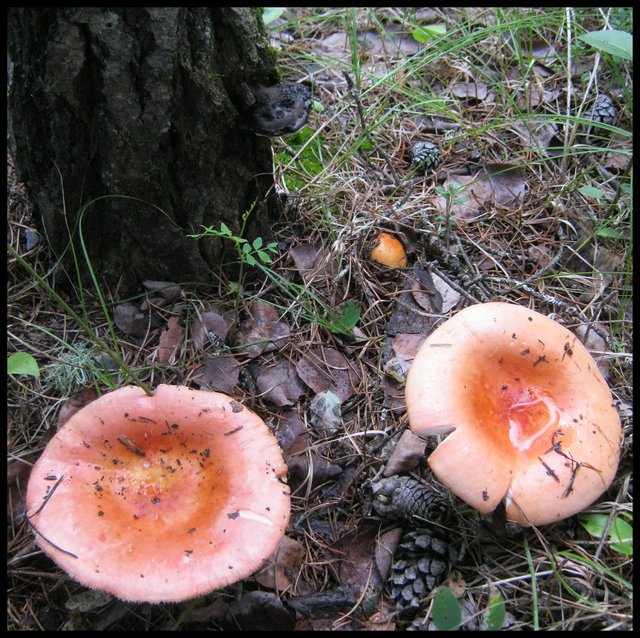 group9ng of pinkish mushroom pinky brown mushroom little brown mushroom coming up and conk.JPG
