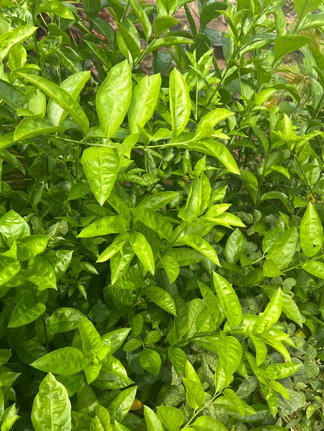 IMG_6278.jpeg