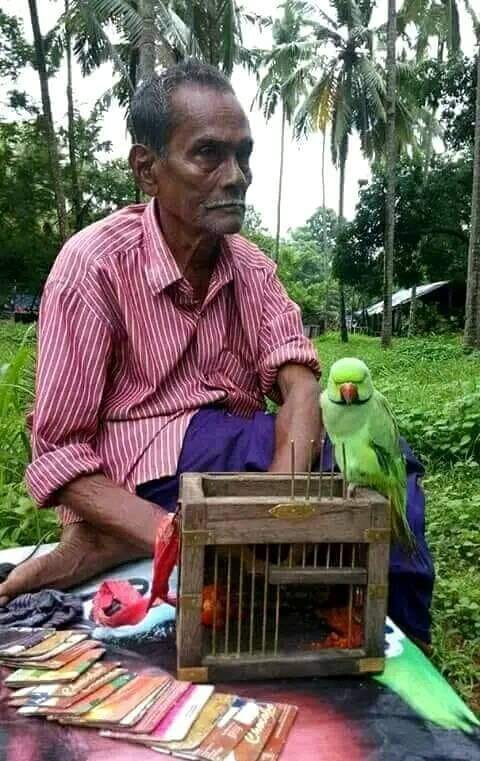 Parrot Predictiomns.jpg