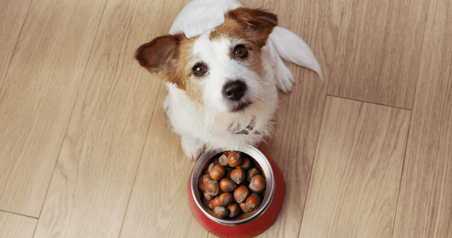 can-dogs-eat-chestnuts-950x500.png