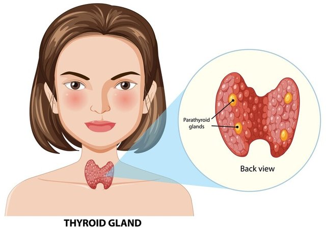 thyroid-gland-anatomy-illustration_1308-172319.jpg