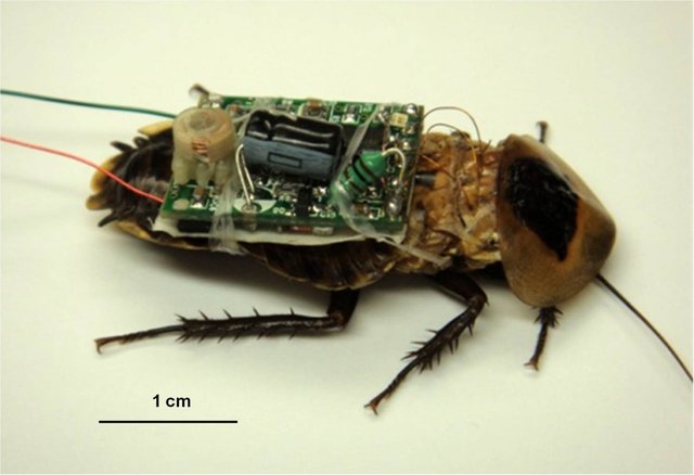 HybridWeaponInsect.jpg