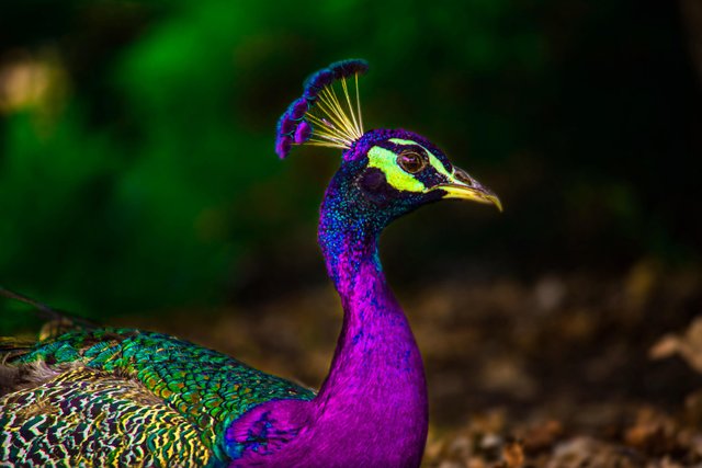 Look at this Peacock I "Found".jpg