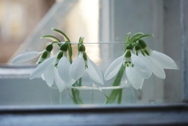 Snowdrops_n2020_002_s.jpg