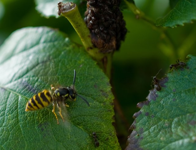 34-wasp+ants.jpg